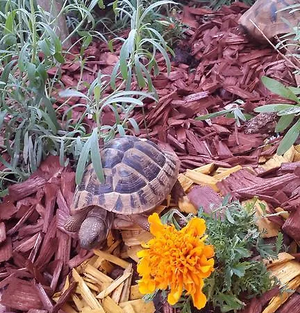 Daire New Lux Kala Poreč