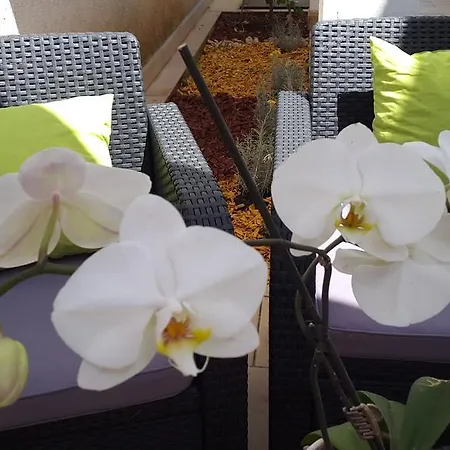 New Lux Kala פורץ